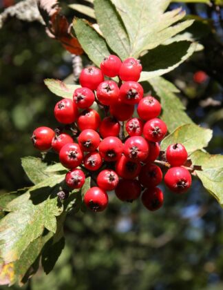 Sorbus hybrida L. 'Gibbsii' 1