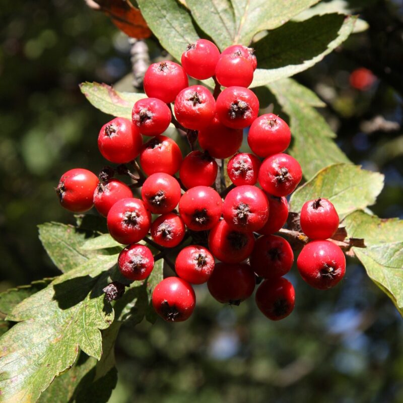 Sorbus hybrida L. 'Gibbsii' 1