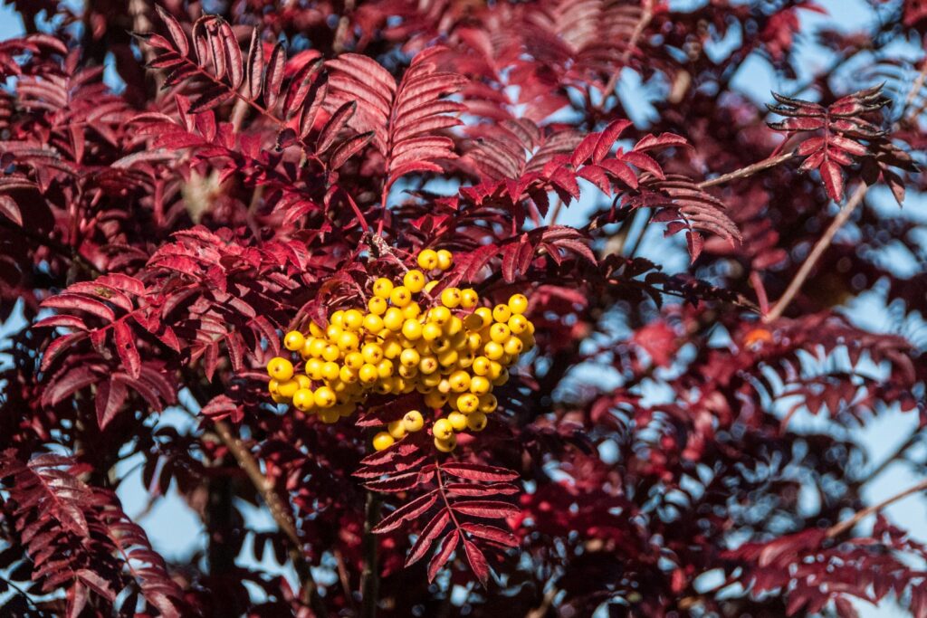 Sorbus 'Joseph Rock' 1