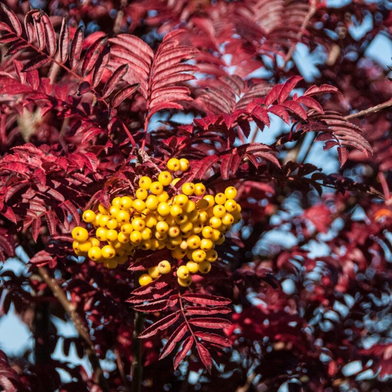 Sorbus 'Joseph Rock' 1