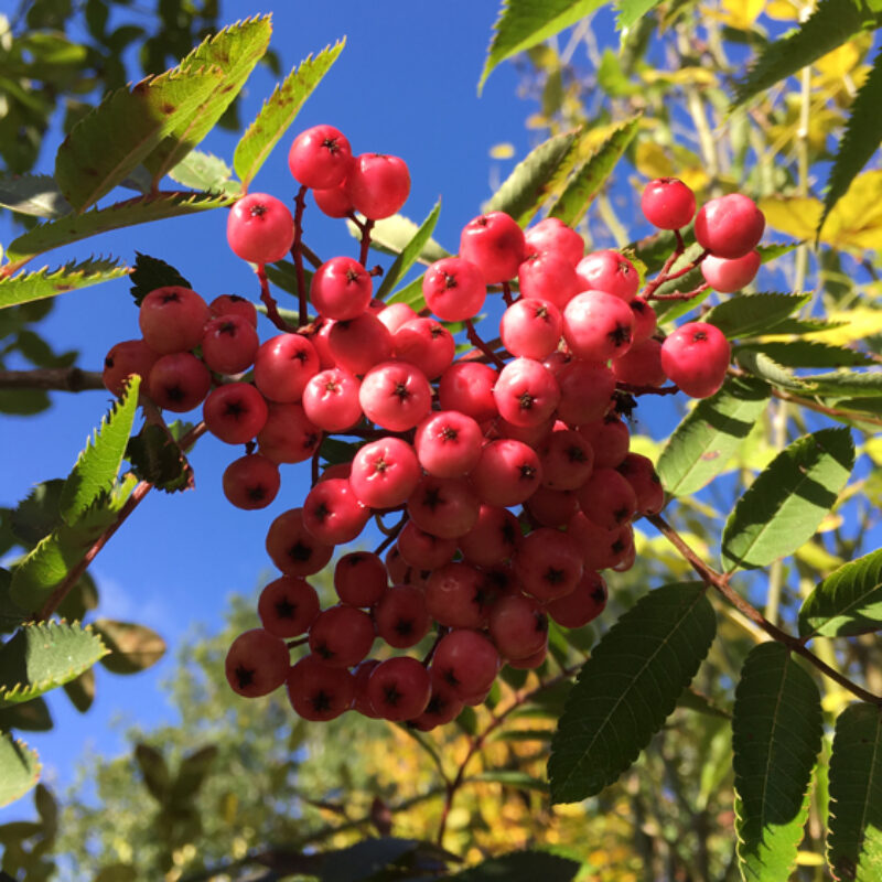 Sorbus 'Pink Pearl' 1