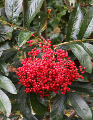 Sorbus Splendens 1