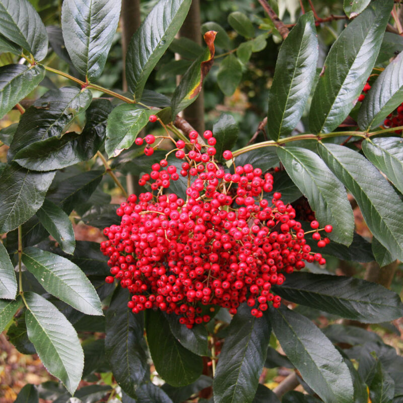 Sorbus Splendens 1