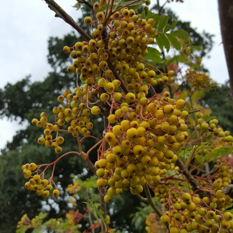 Sorbus 'Sunshine' 1