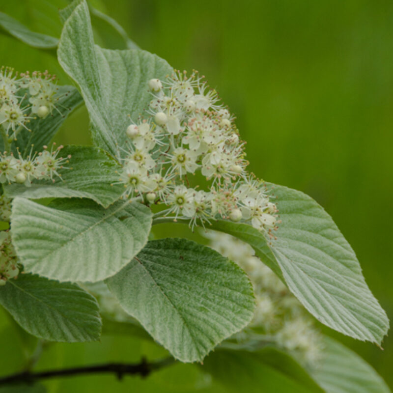 Sorbus wardii 2