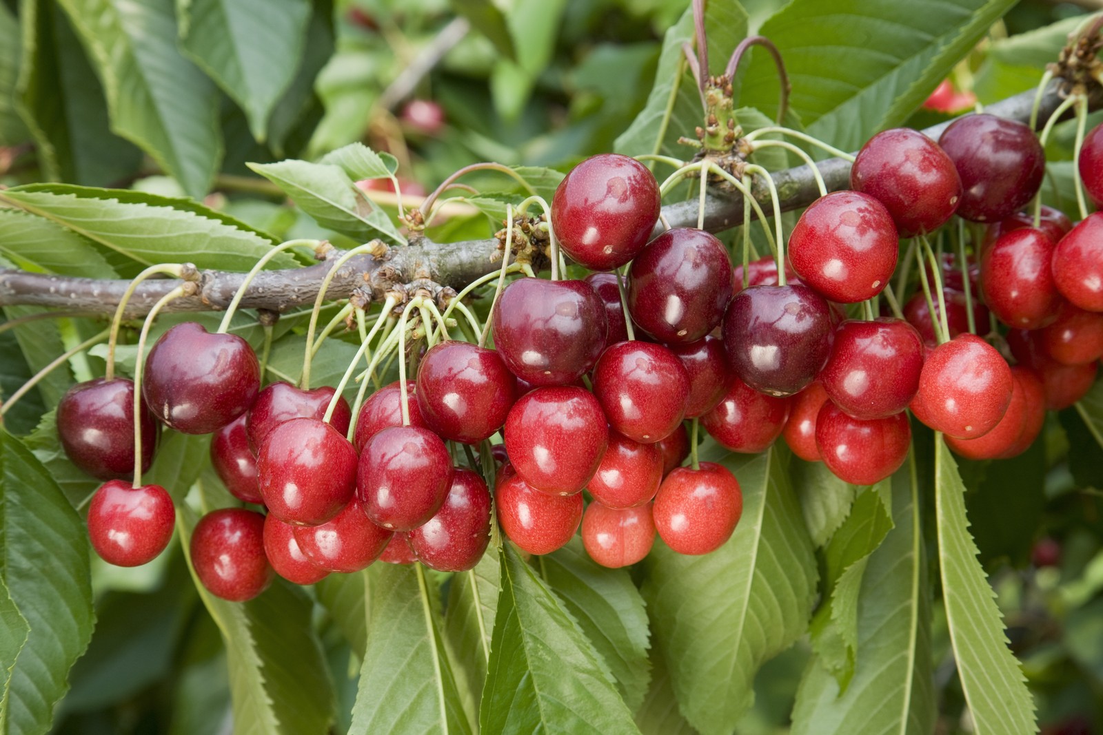 Вишня Птичья Prunus avium