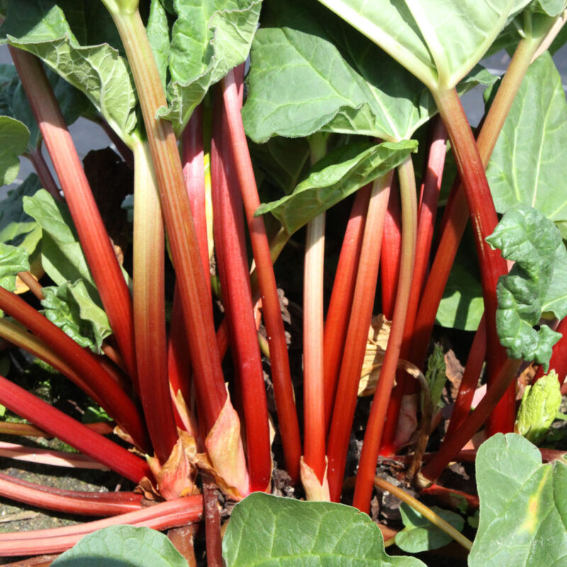 New red rhubarb launched - MandyCanUDigIt