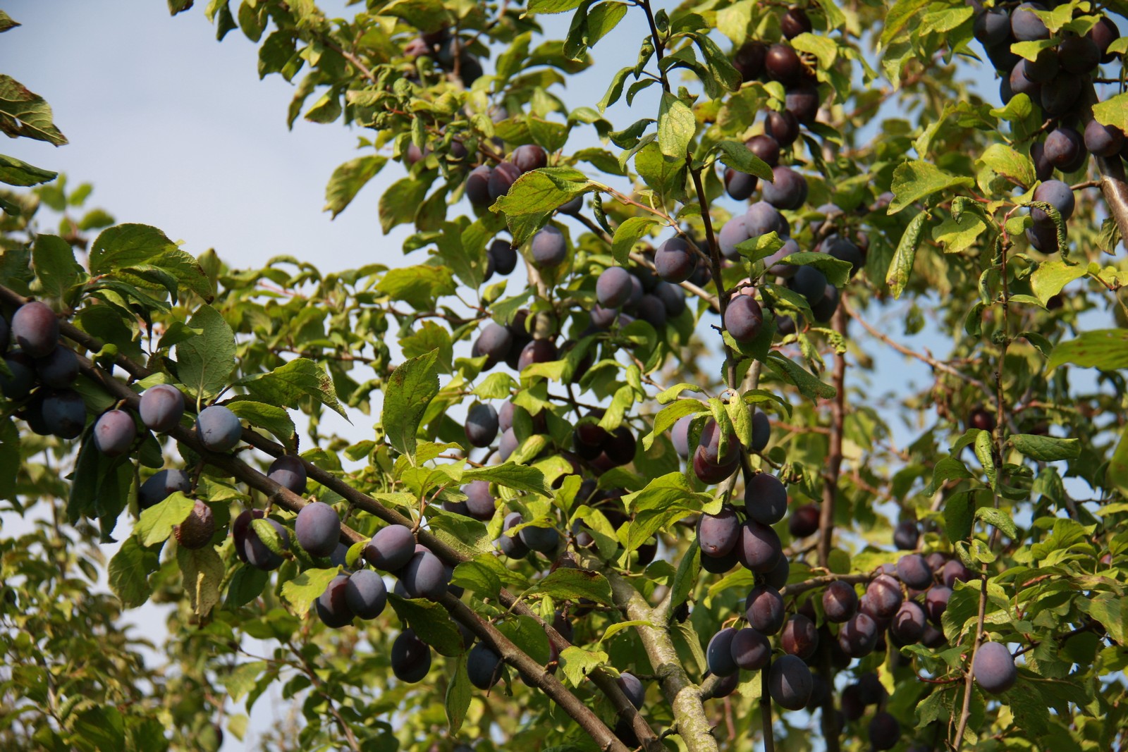 Damson tree discount