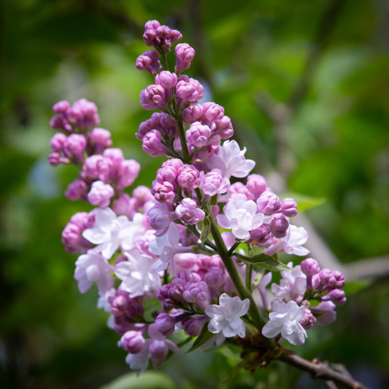 Syringa vulgaris 'Beauty of Moscow' 2