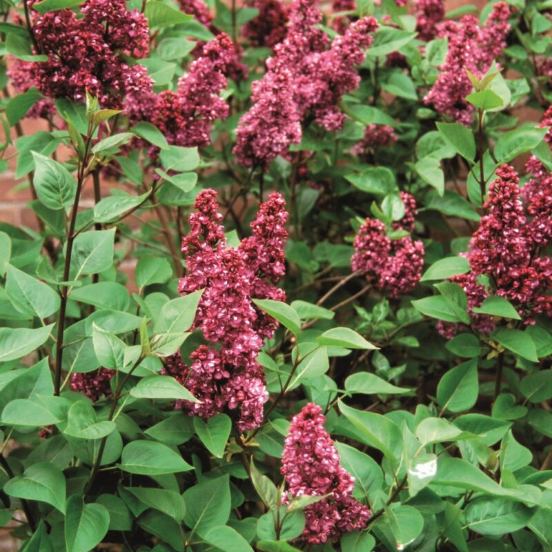 Syringa vulgaris 'Charles Joly' 1