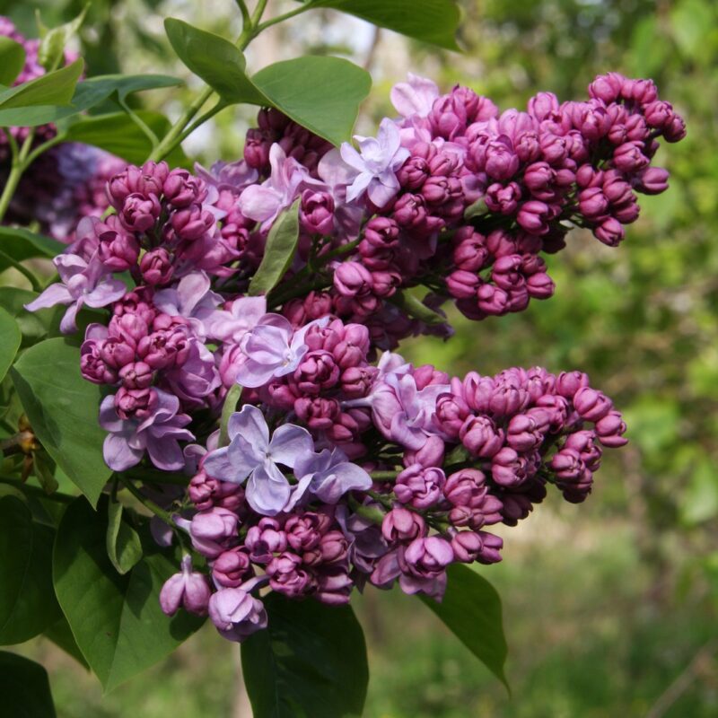 Syringa vulgaris 'Katherine Havemeyer' 1