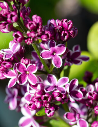 Syringa vulgaris 'Sensation' 1