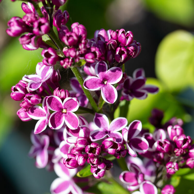 Syringa vulgaris 'Sensation' 1