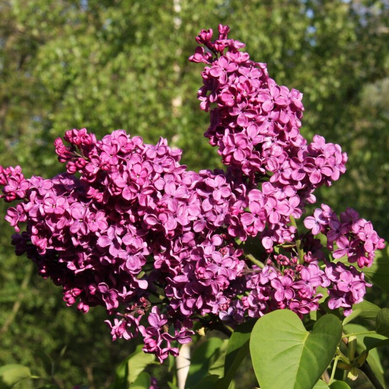 Syringa vulgaris 'Souvenir de Louis Spaeth' 1
