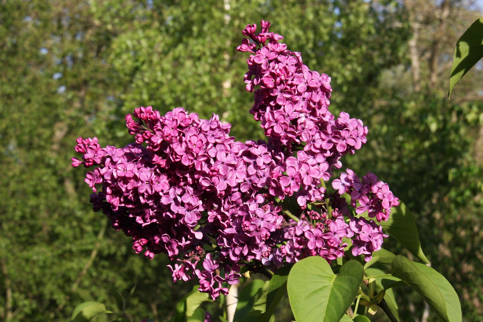 Syringa vulgaris 'Souvenir de Louis Spaeth' | Frank P Matthews