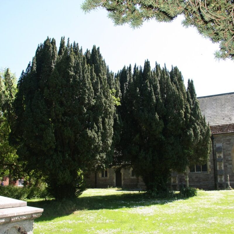 Taxus baccata 1