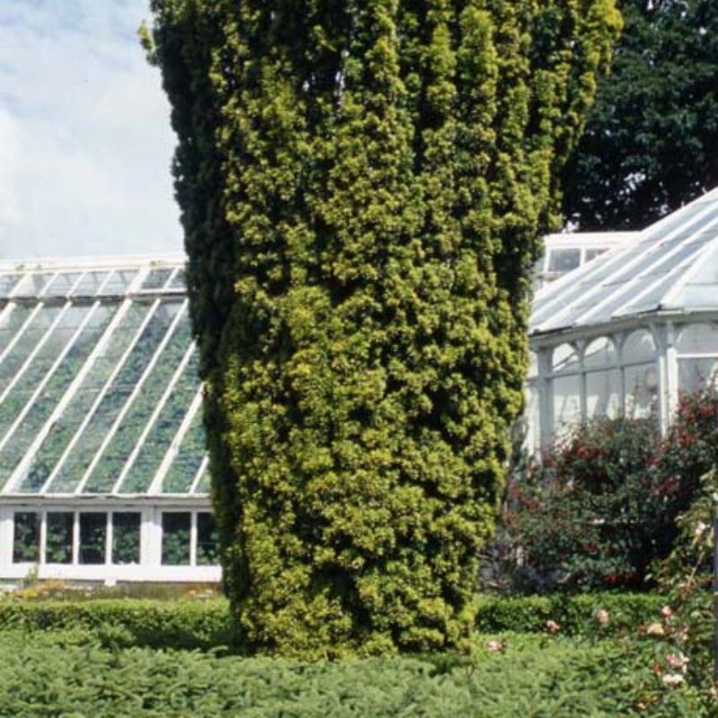 Taxus baccata 'Fastigiata Aureomarginata' 1