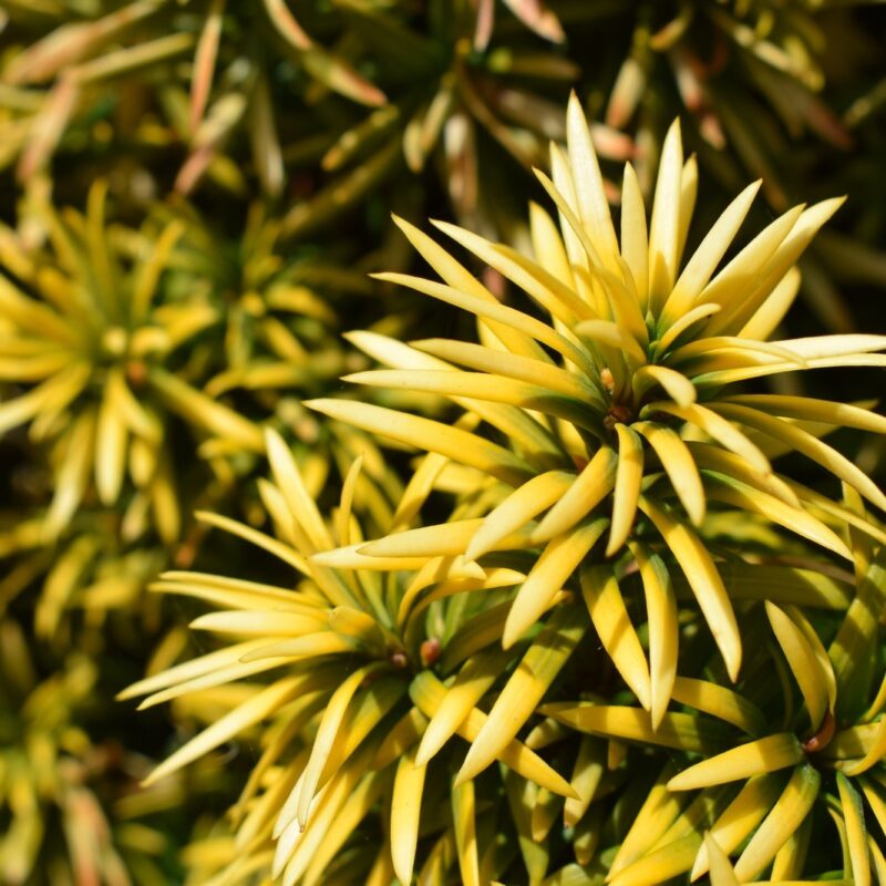 Taxus baccata 'Standishii' 1