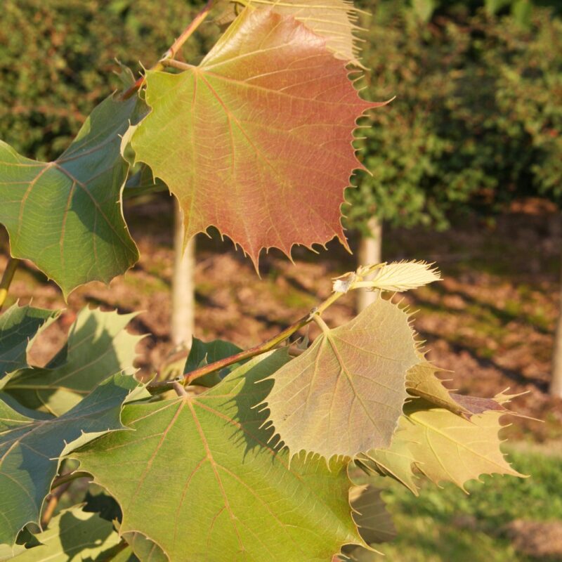 Tilia henryana 'Arnold Select' 1