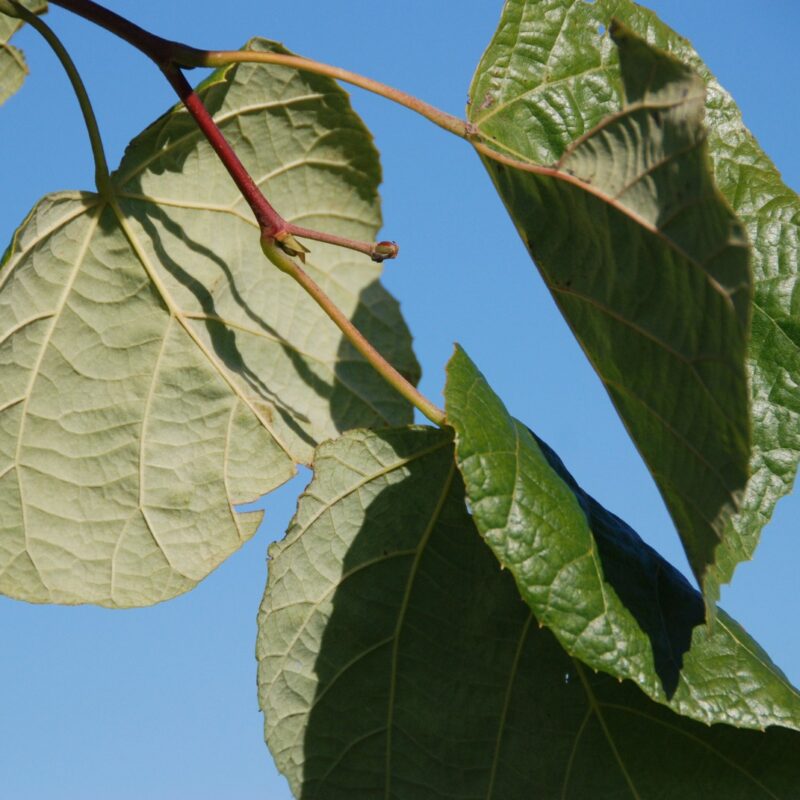 Tilia tomentosa 'Petiolaris' 1