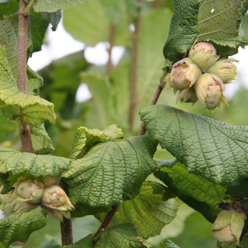 Tonda Gentile Trilobata (Confectionary nut)