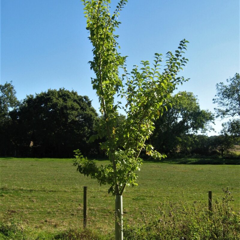 Ulmus x 'Wingham' 1