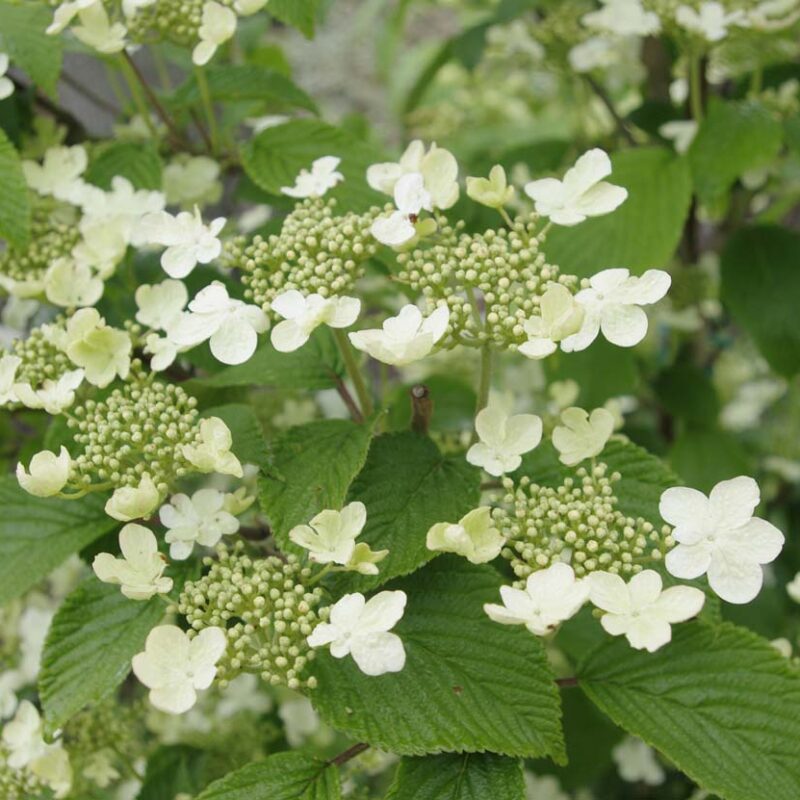 Viburnum plicatum 'Kilimanjaro'® (Jww1)