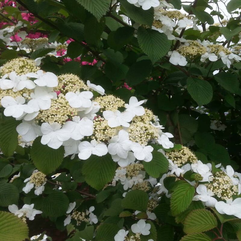 Viburnum plicatum ‘Tennessee'