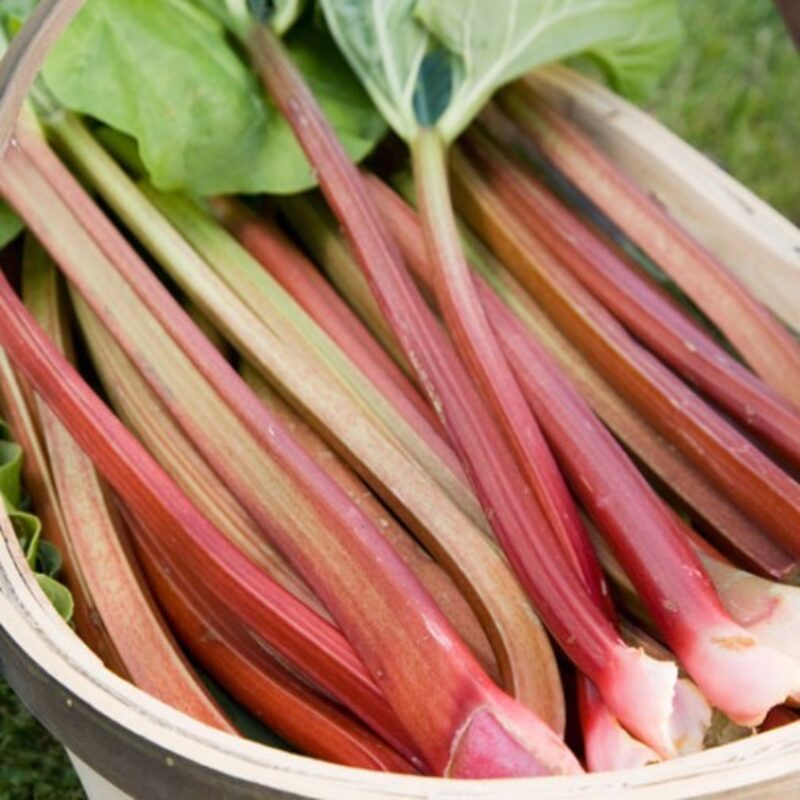 Rhubarb Victoria