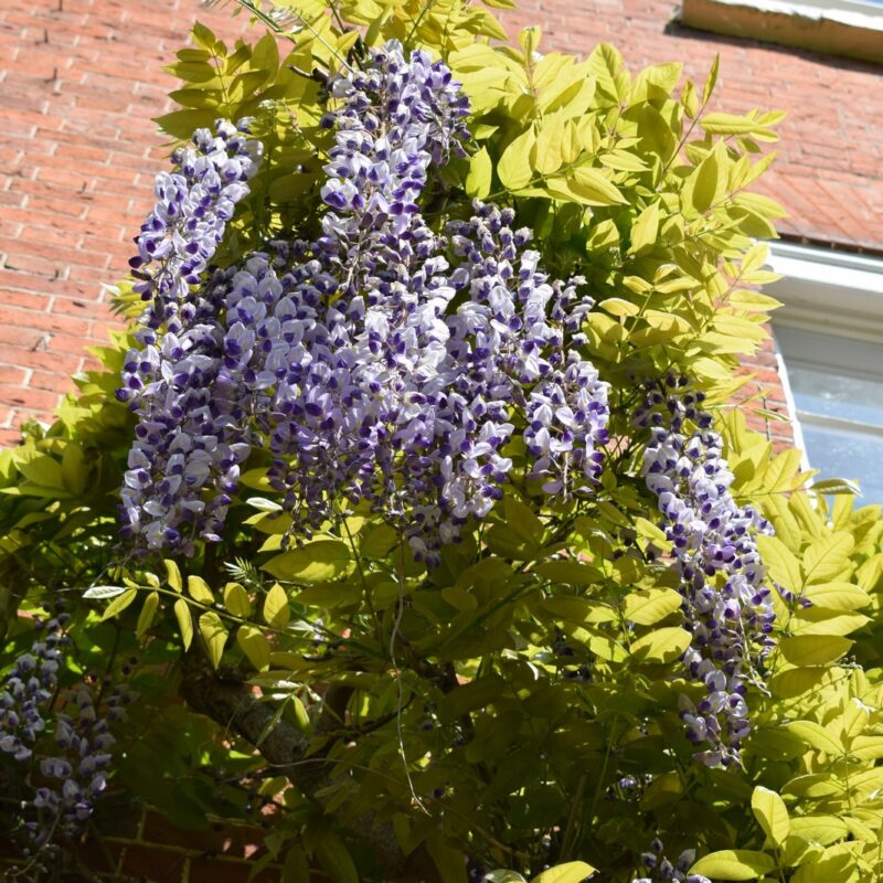 Wisteria 'Burford' 1