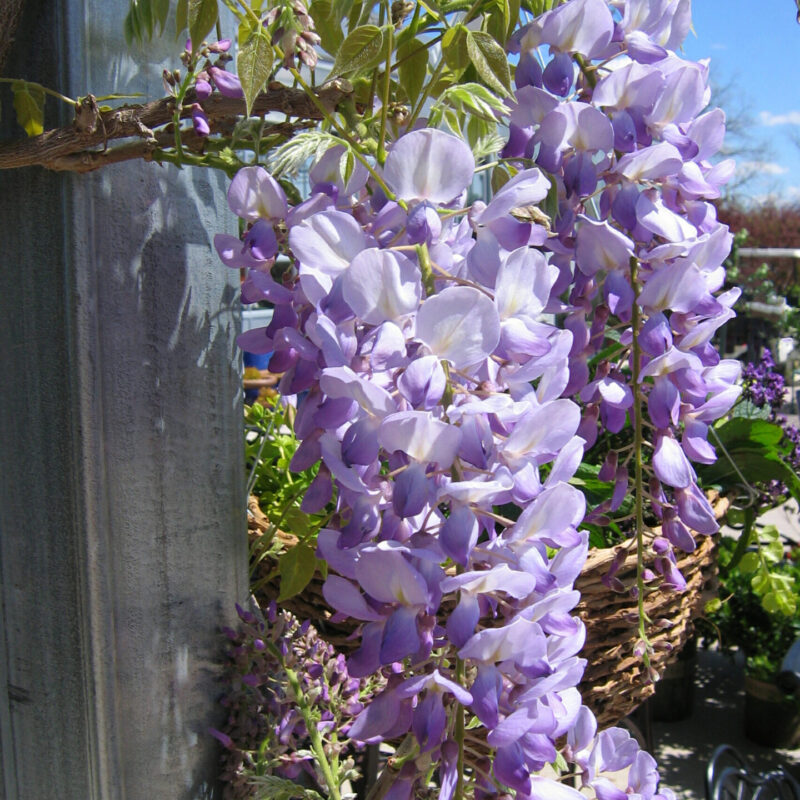 Wisteria floribunda 'Lavender Falls' 1