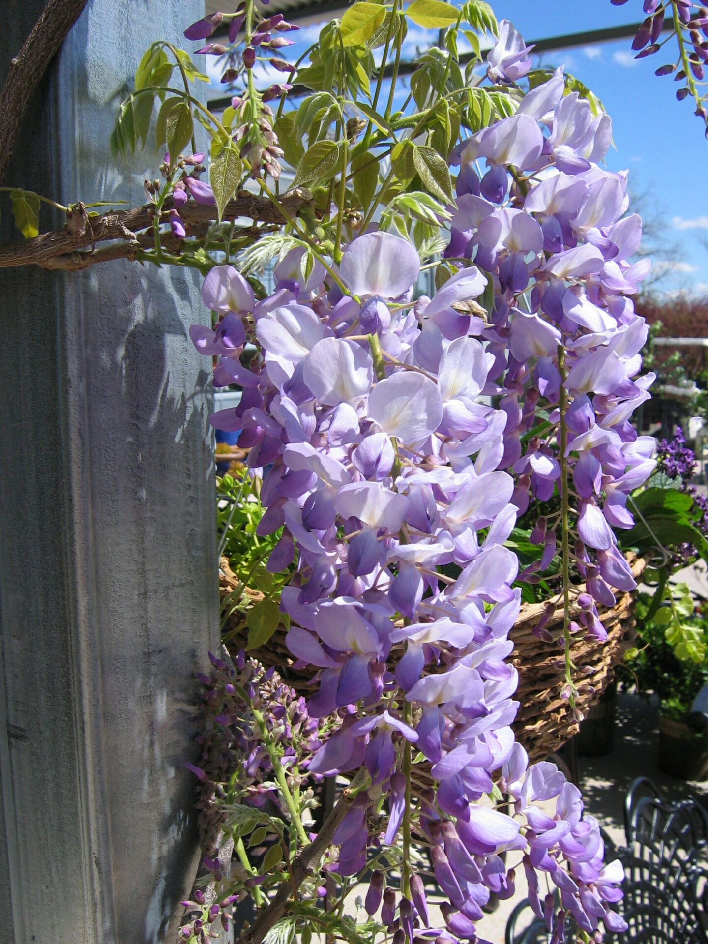 Wisteria floribunda 'Lavender Falls' | Frank P Matthews