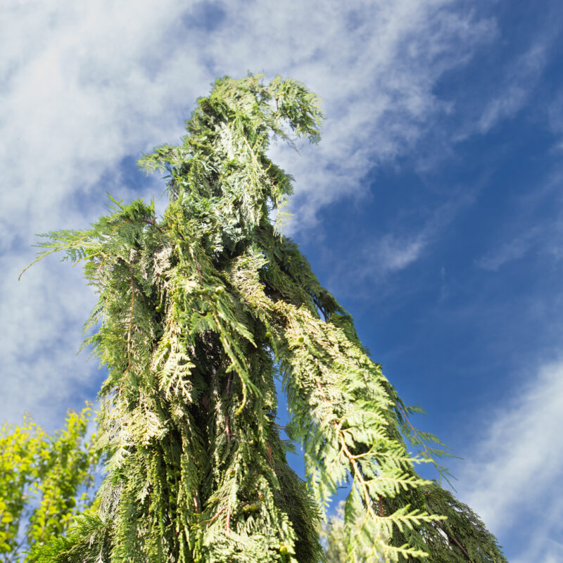 Xanthocyparis nootkatensis 'Pendula' 2