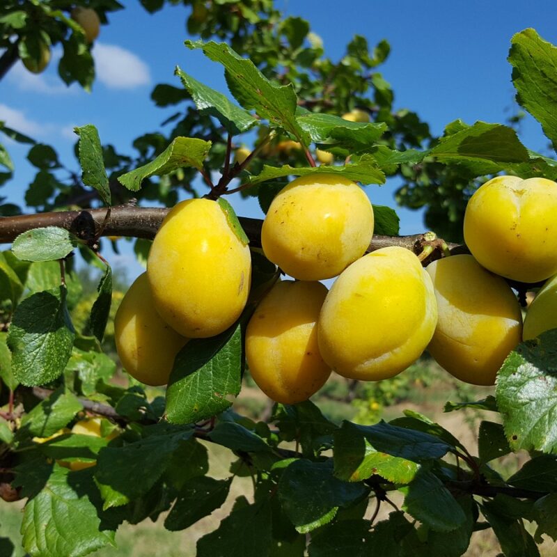 Yellow Pershore 1