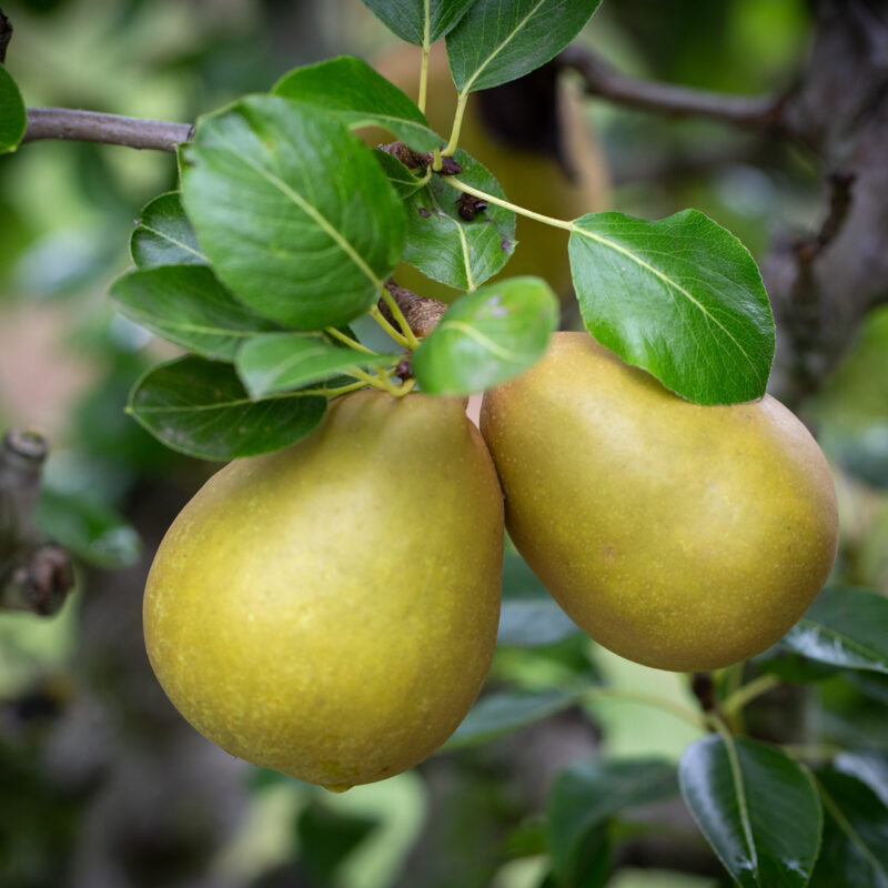 Doyenne du Comice Pears - Fresh Culinair