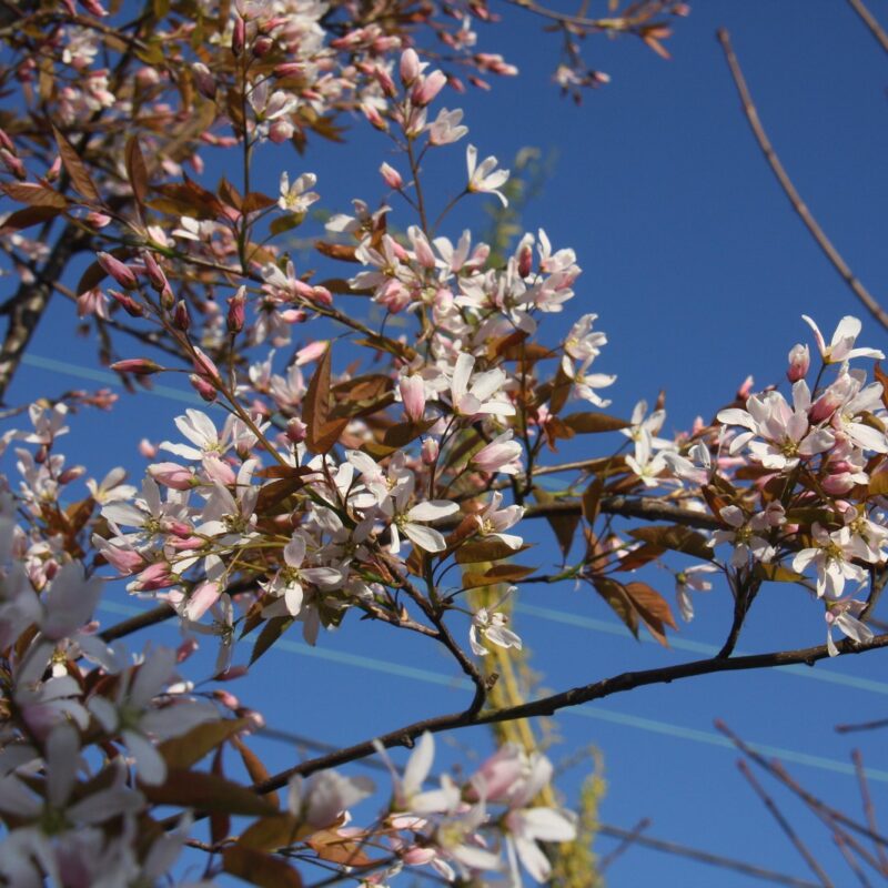 Amelanchier x grandiflora 'Robin Hill' 1