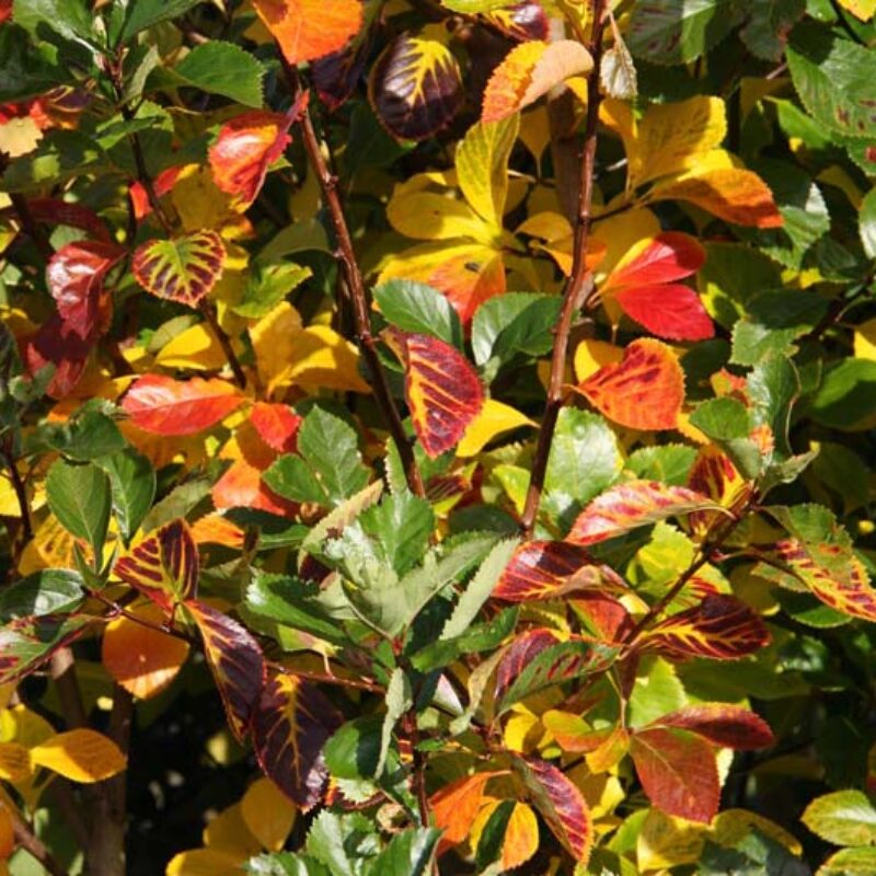 Crataegus persimilis 'Prunifolia Splendens'