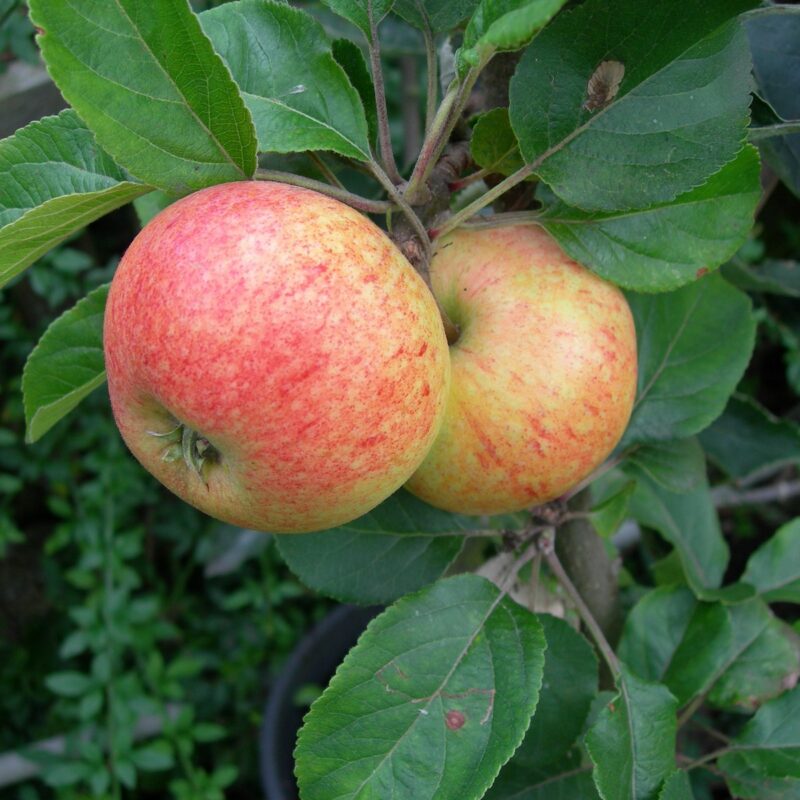 Irish Peach 1