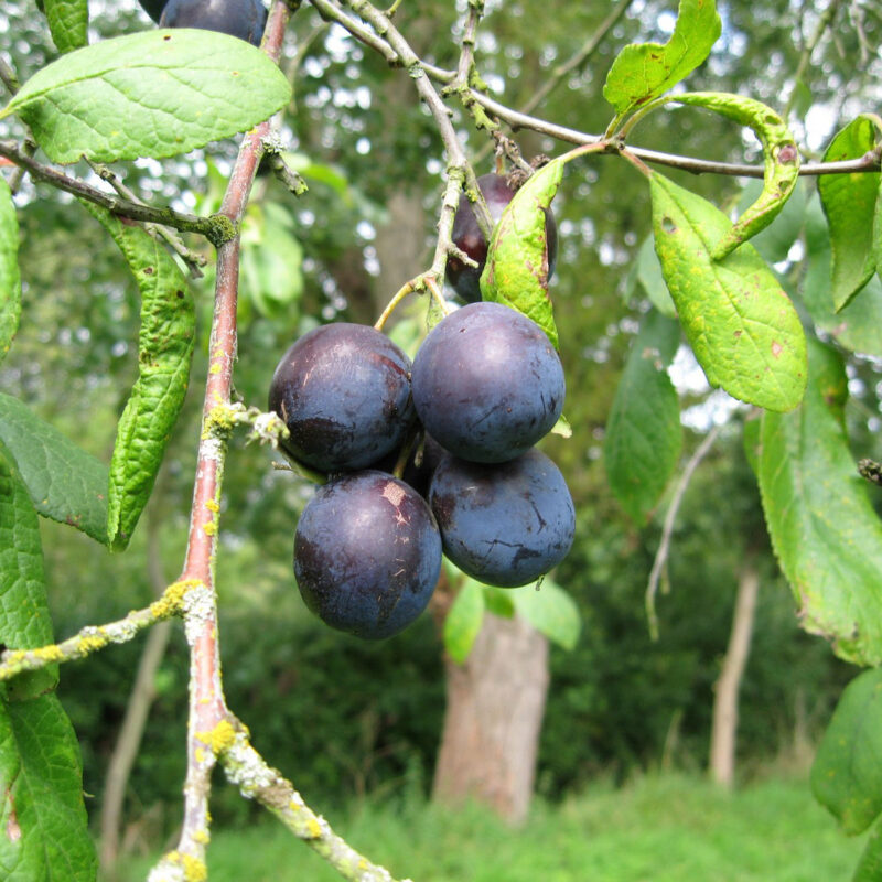 King of the Damsons 1