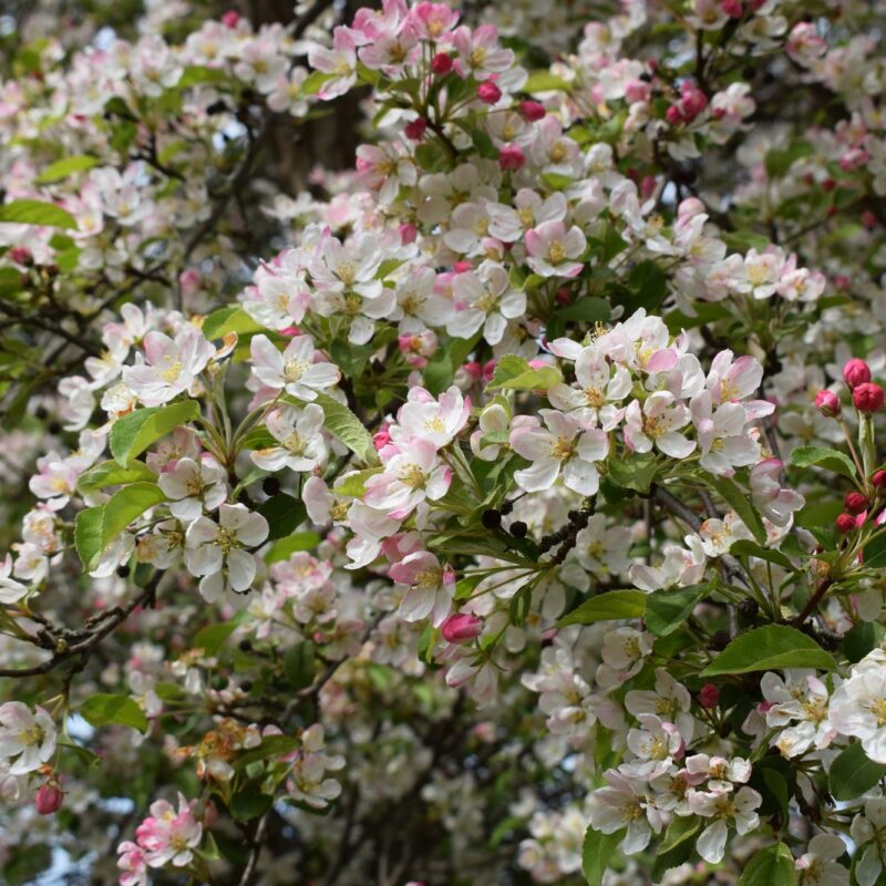 Malus floribunda 1