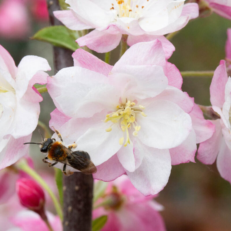 Malus 'Pink Perfection' 1