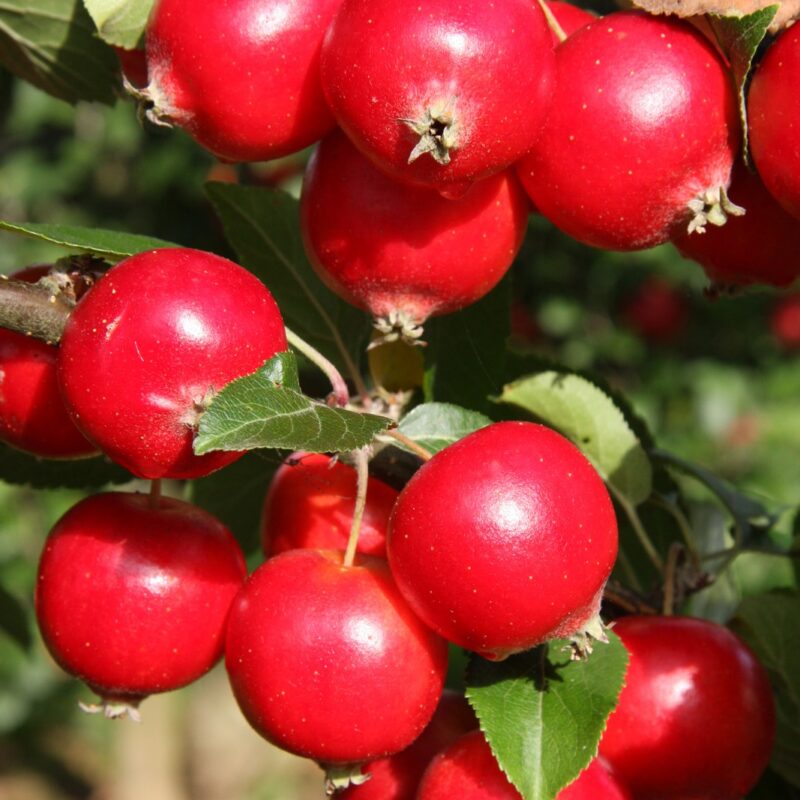 Malus 'Rosehip' 2