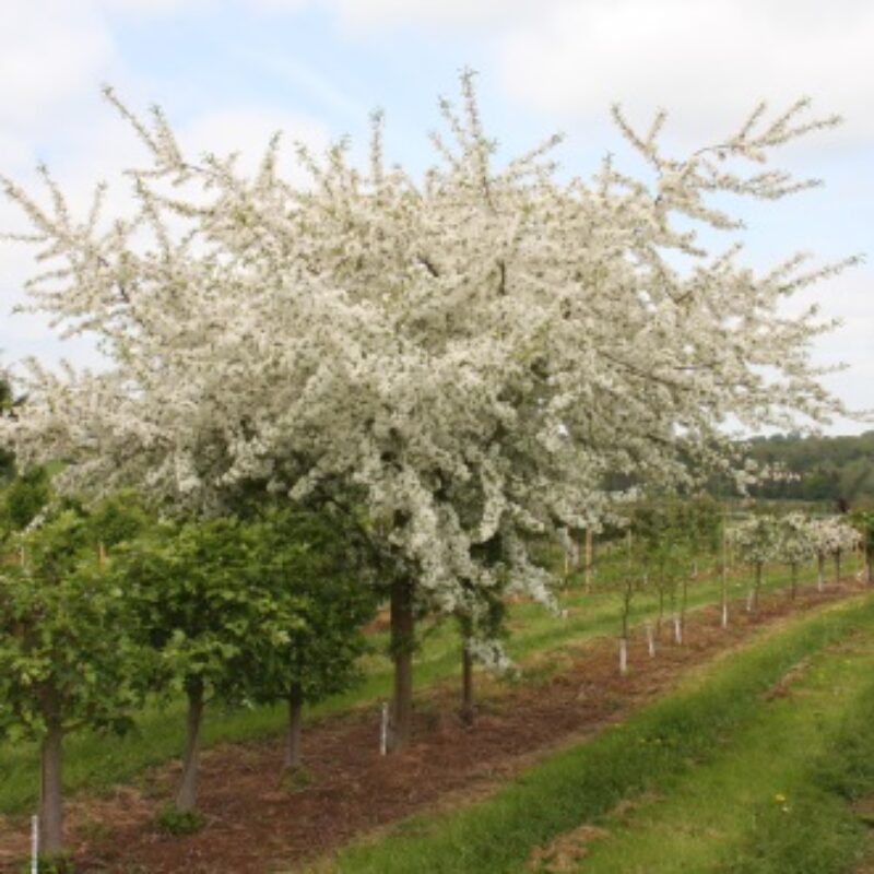 Malus transitoria 'Thornhayes Tansy' 1