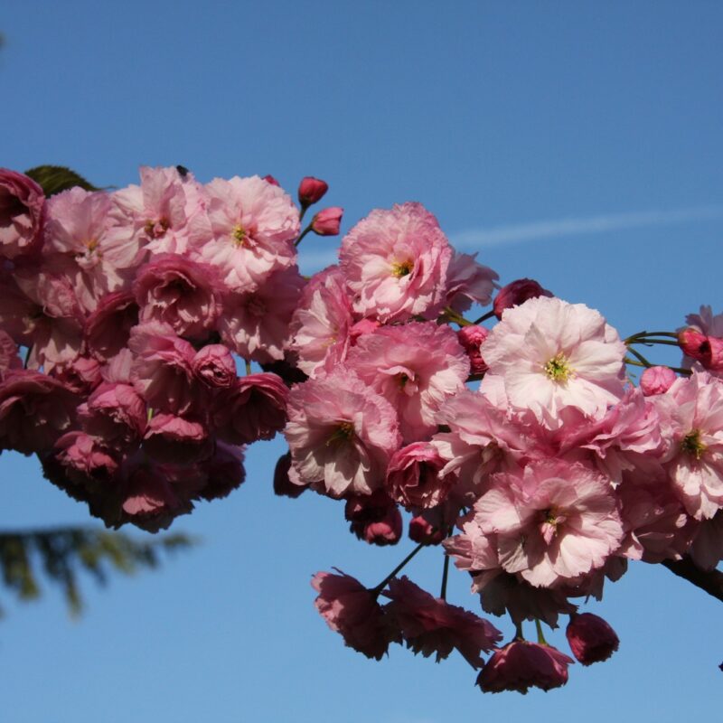 Prunus 'Candy Floss' 1