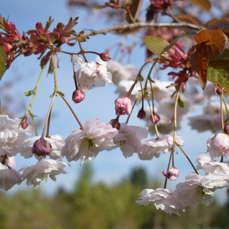 Prunus 'Fugenzo' 1