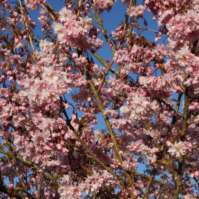 Prunus incisa 'Oshidori' Princesse 2