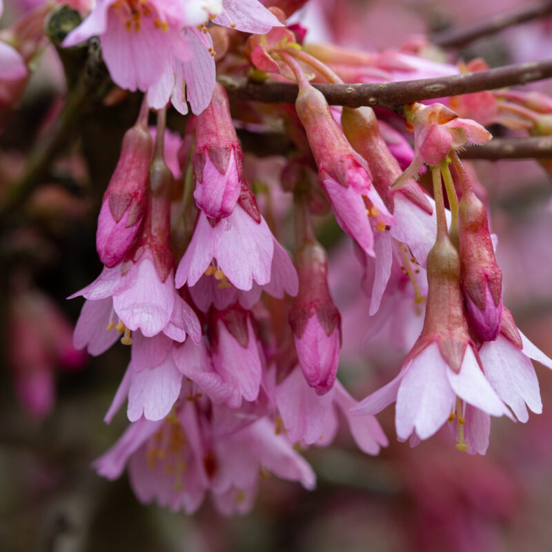 Prunus 'Okame' 2