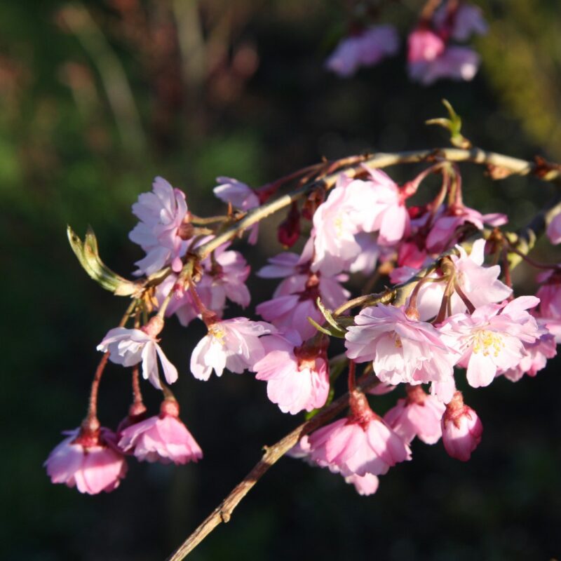 Prunus pendula 'Pendula Rubra' 1