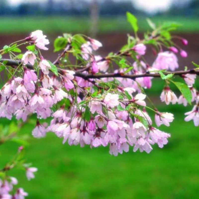 Prunus 'Pink Shell' | Frank P Matthews