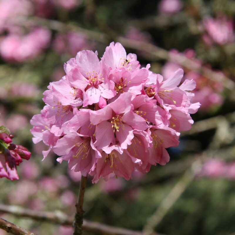 Prunus 'Shosar' 1